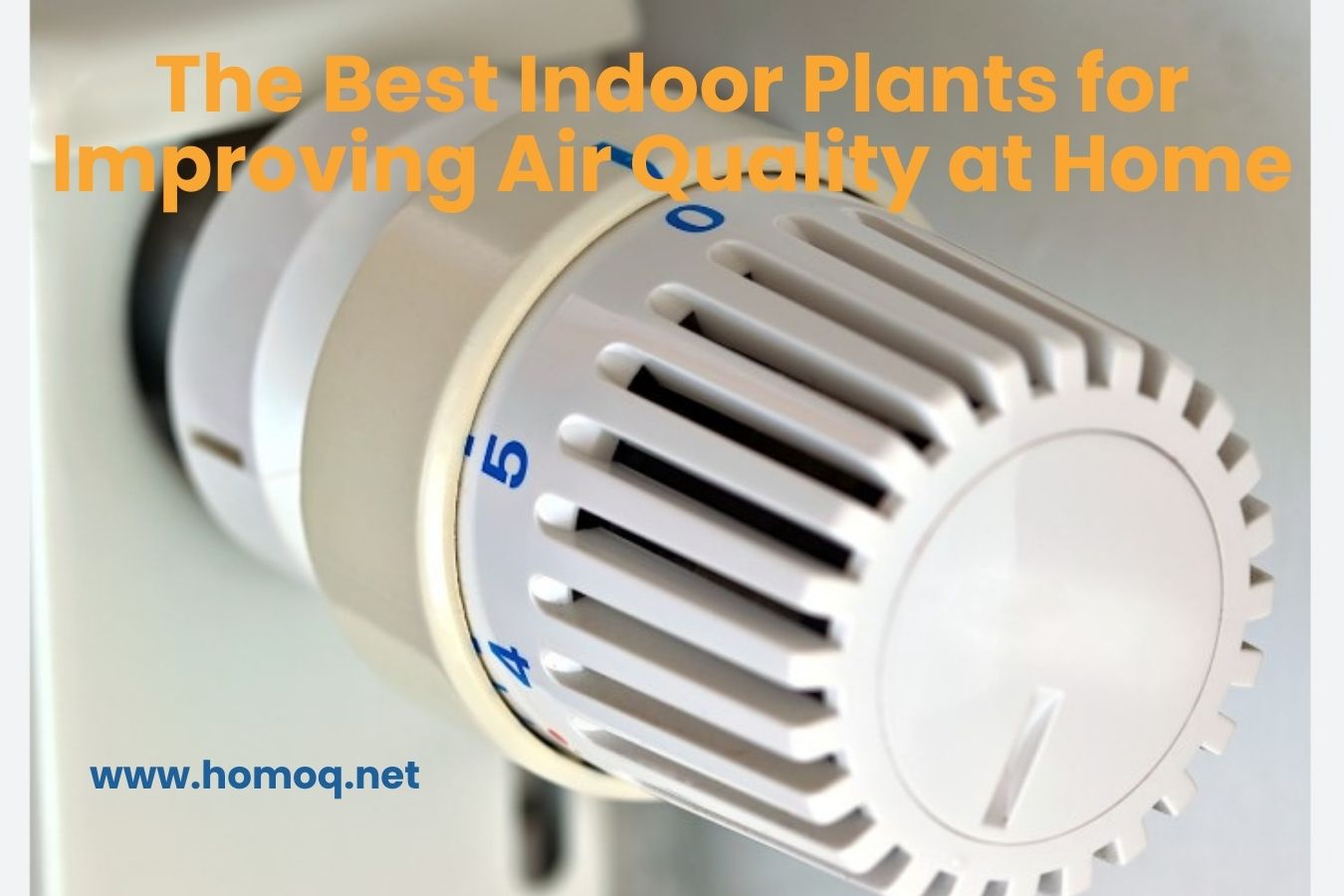 The Best Indoor Plants for Improving Air Quality at Home