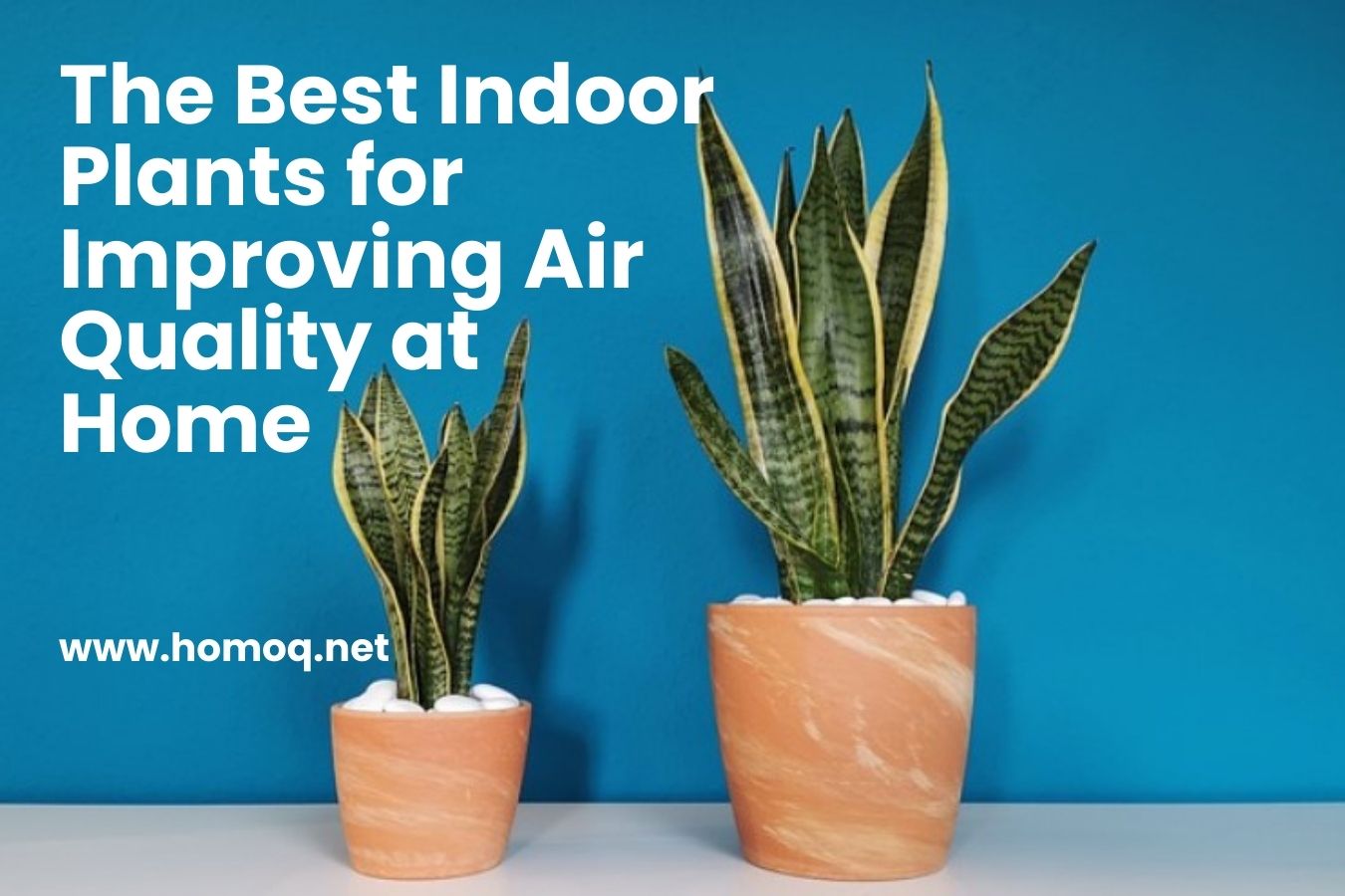 The Best Indoor Plants for Improving Air Quality at Home