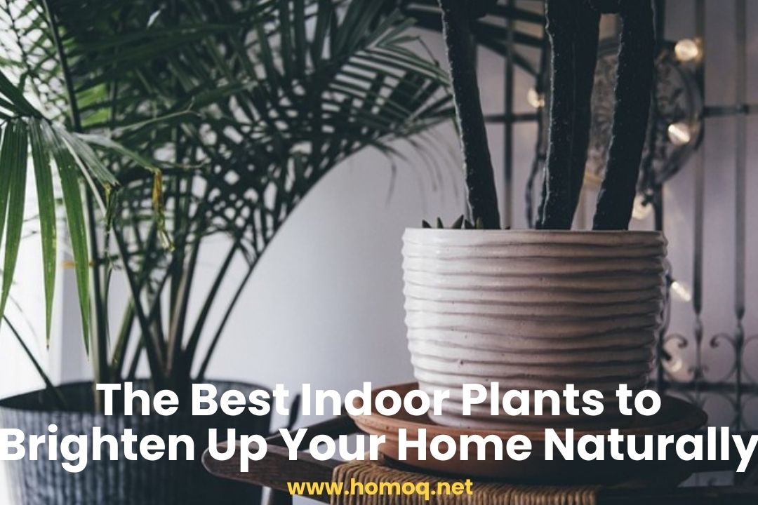 The Best Indoor Plants to Brighten Up Your Home Naturally