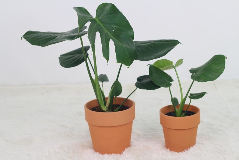 Air Purifying Plants for Bedroom