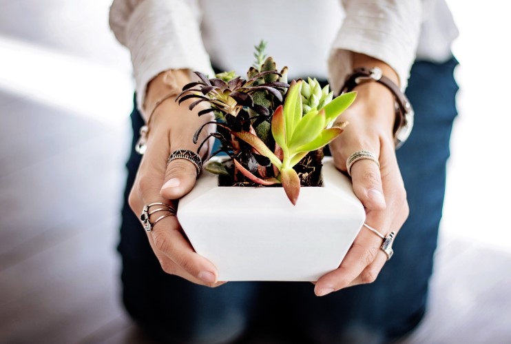 Best Indoor Plants