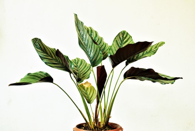 Low-Maintenance Indoor Plants for Clean Air